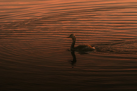 swan swimming in the lake at sunset, beautiful photo digital picture