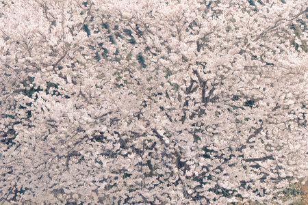 Cherry blossoms in full bloom in the city park, Cheonan, South Koreaの写真素材