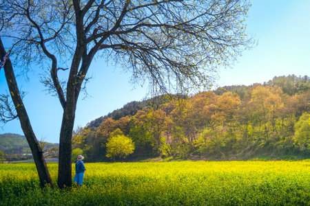 Woman in blue dress standing in a field of yellow rapeseed.の写真素材