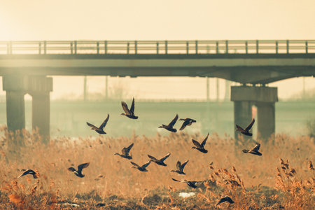 A flock of wild goose flying over the river under the bridge. Toned.