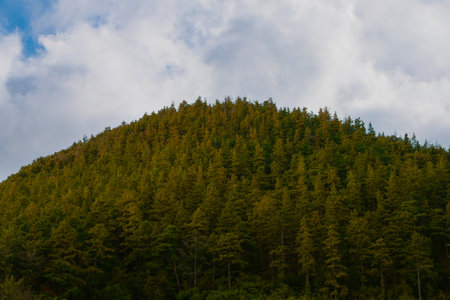 Mountain landscape with coniferous forest on a cloudy day.