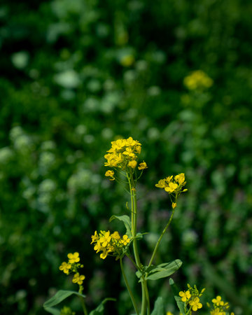 A close-up of a canola flower in a field