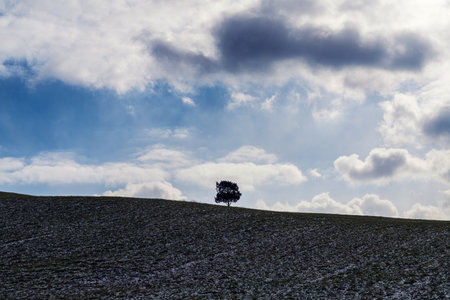Lonely tree on a hillside in winter with cloudy skyの写真素材