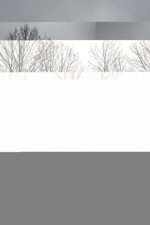 a view of a misty tree forest in the early morningの写真素材