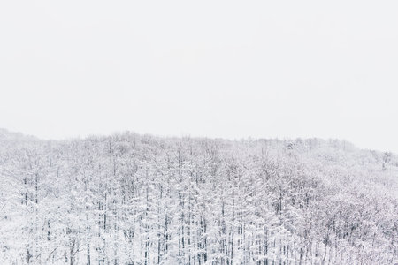 Beautiful winter landscape with snow covered trees in South Koreaの写真素材