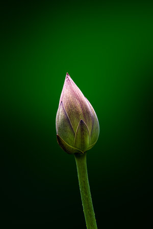 Lotus bud on a green background. Shallow depth of field.の写真素材