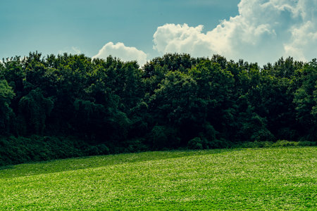 Green field with trees and clouds in the background.の写真素材