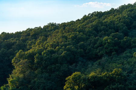 Beautiful view of the forest on the mountain