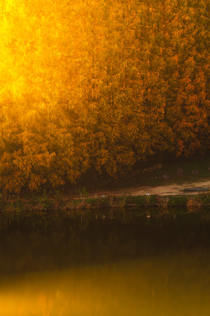 Autumn forest and lake