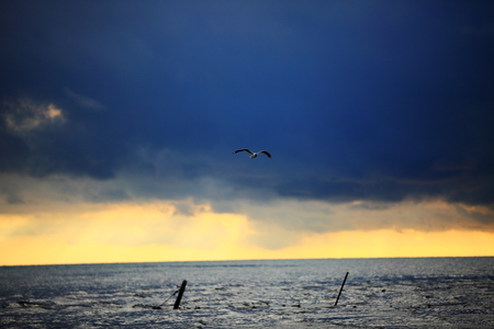 Qinghai Lake seagullの写真素材