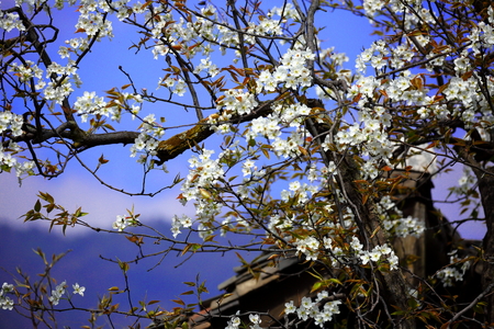 Pear Blossom close up viewの写真素材