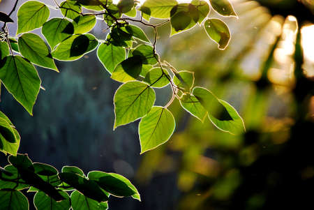 Leaves.の写真素材