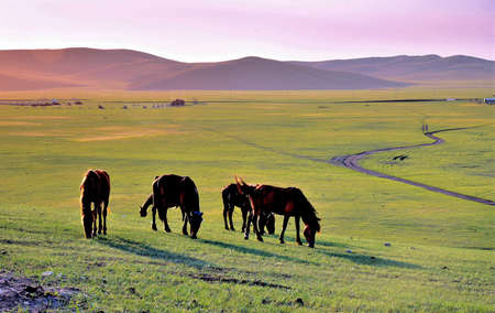 hulun buir grasslandの写真素材