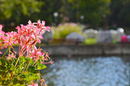 Pink Flowerの写真素材