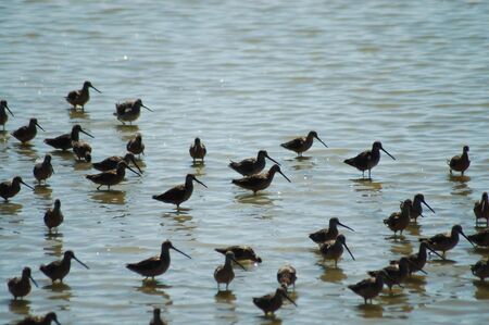 Sandpiper Conventionの写真素材