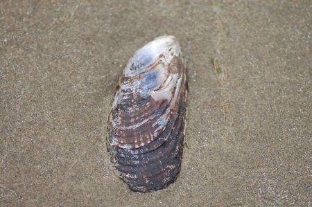 Shell on the Beach