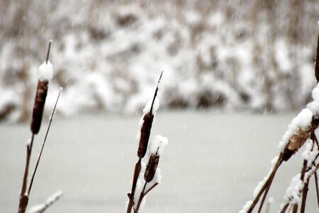 Bullrushesの写真素材