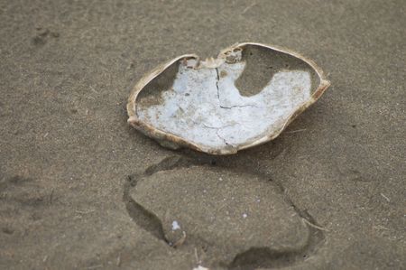 Crab Shellの写真素材