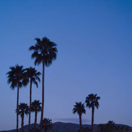 group of palm trees with hills in the backgroundの写真素材