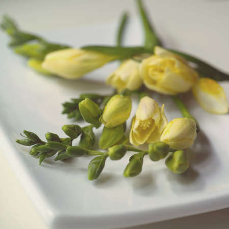 studio close of a flowerの写真素材