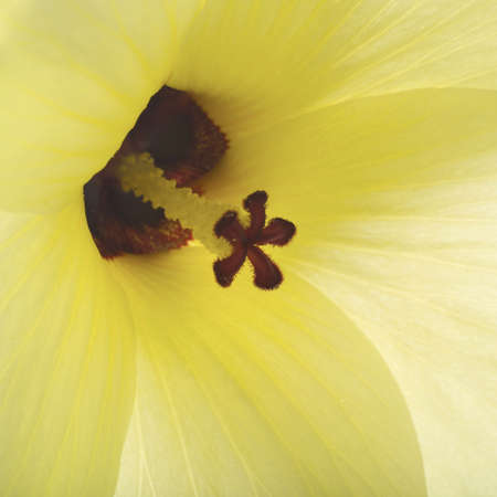 studio close of a flowerの写真素材