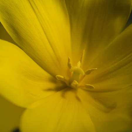 studio close of a flowerの写真素材