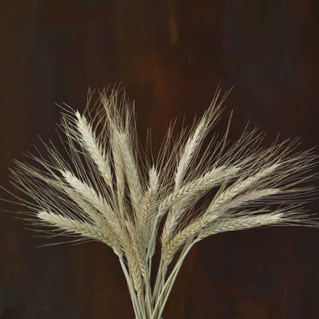 close up of a bunch of dried wheat