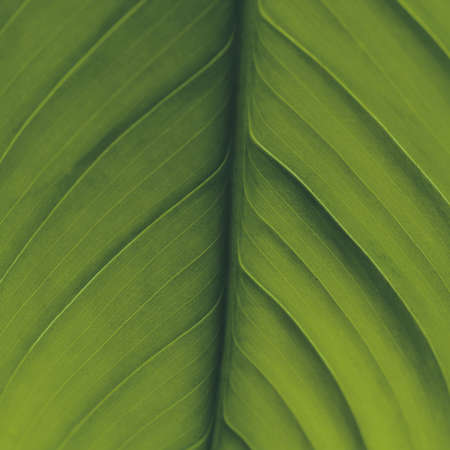 studio close of a large leaf on a plant