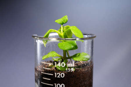 Small plant coming out from a laboratory glass