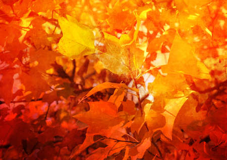 Autumn Background