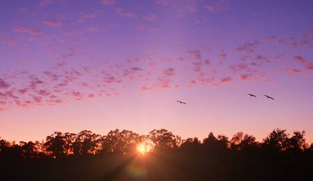 Silhouette Trees Birds and Clouds at Sunsetの写真素材