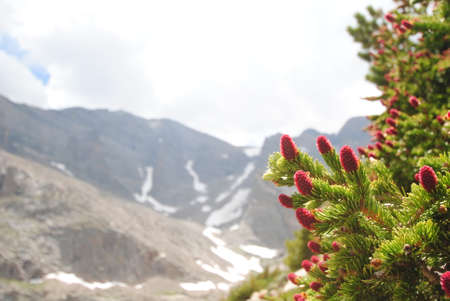 Nature in the Rocky Mountains