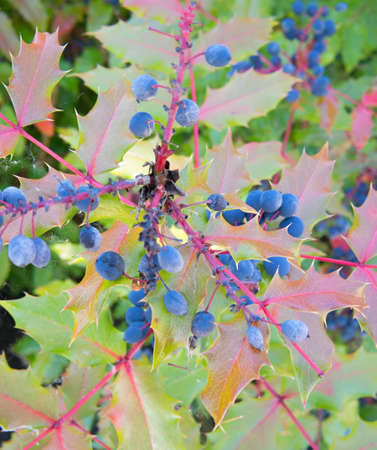 Purple Berriesの写真素材