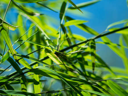 Green Bamboo Leaves Blowing in Wind with Blue Skyの写真素材