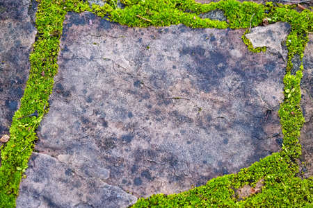 Brite Moss on Flat Stone Creating A Frame of Green Moss