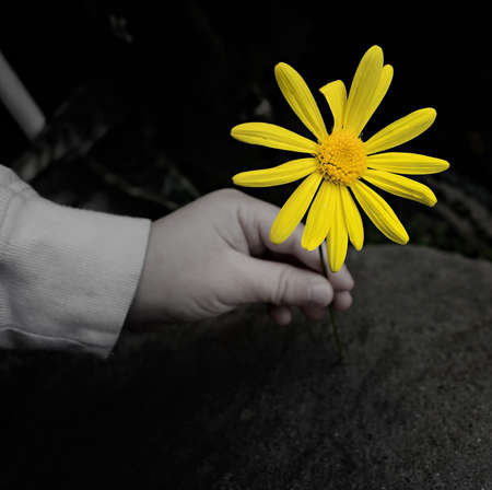 Child Holding Bright Yellow Flower in Handの写真素材