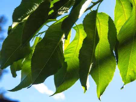 Bright Green Leaves with Blue Sky in Background