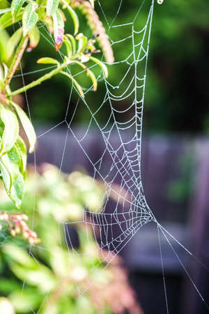 Broken Wet Sider Web on Treeの写真素材