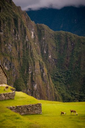 A family of Alpacas graze quietly at the famous tourist and traveler destination, Machu Picchu. Stone terraces are visible as are the daunting surrounding mountains.の写真素材