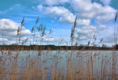 reed with little lake in the background