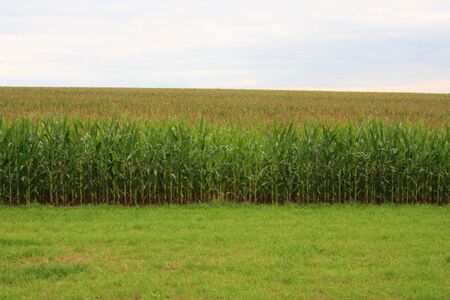 big cornfield with grassland in frontの写真素材