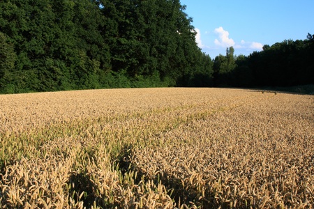 Big corn field near to schwandorf in summerの写真素材