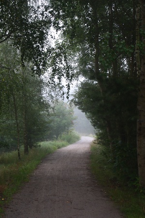 foggy alley next to the Steinberger See in Bavariaの写真素材