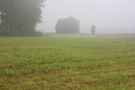 foggy grassland next to the Steinberger See in Bavariaの写真素材