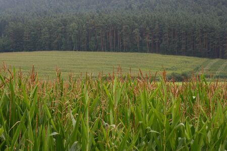 big cornfield with forest in the backの写真素材