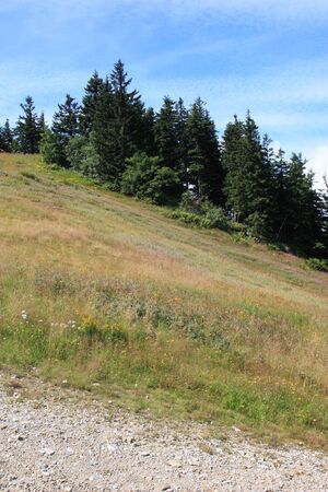 trees at the arber in the bavarian mountainsの写真素材