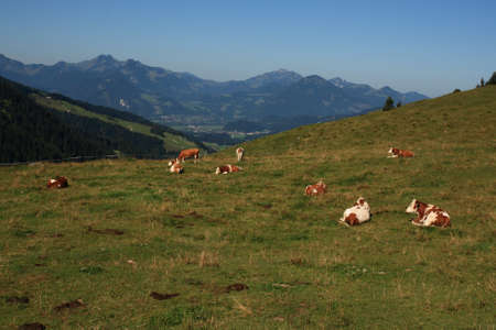 sleeping cows in the mountains, beautiful landscape behindの写真素材