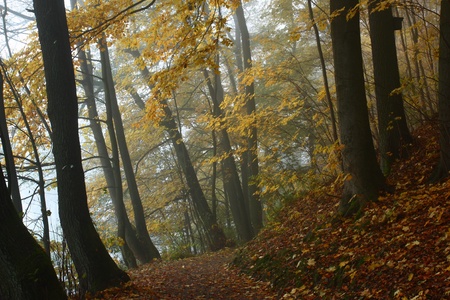 A beautiful walkway near to schwandorf in fallの写真素材