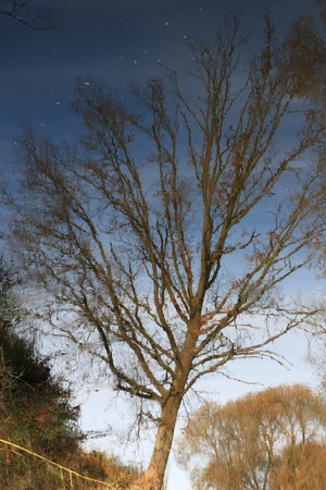 reflection of a tree wwithout foilage in fall