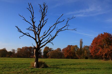 beautiful landscape with old trees in fallの写真素材